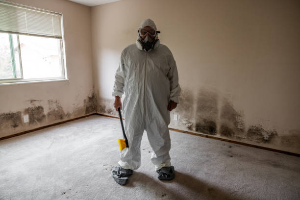 Best Attic Mold Removal  in Urbana, IL
